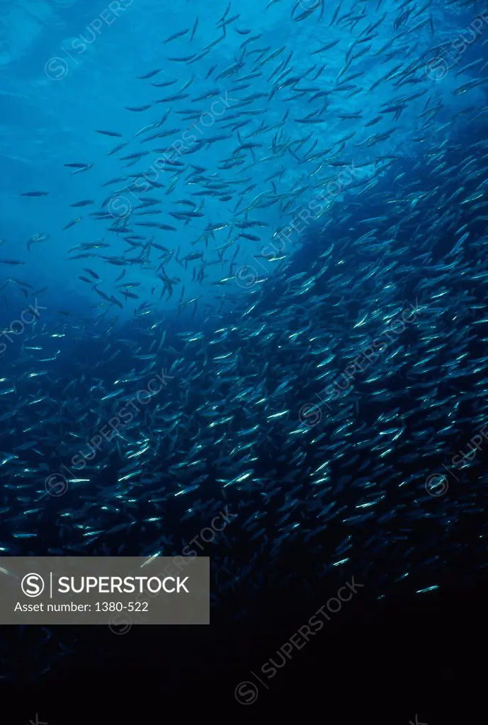 Low angle view of a school of fish underwater