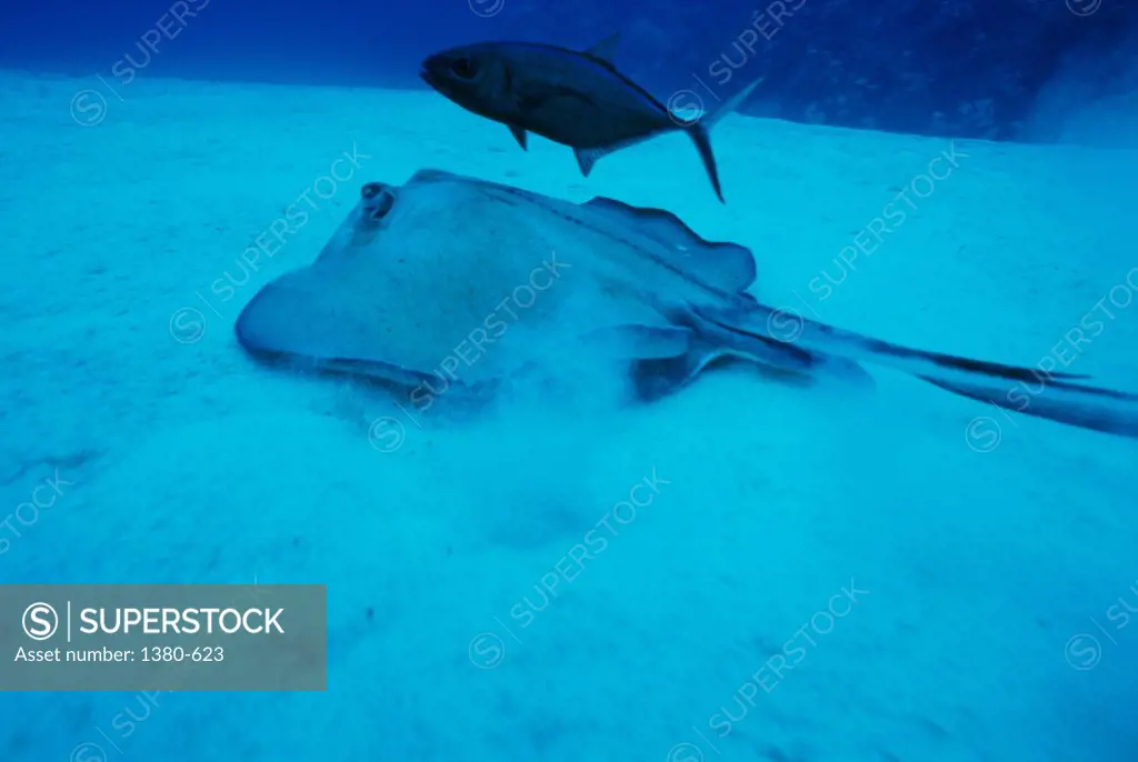 Two fish swimming underwater