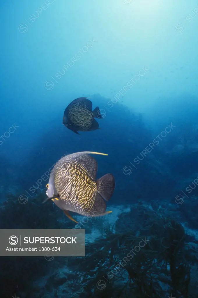 Two angelfish swimming underwater