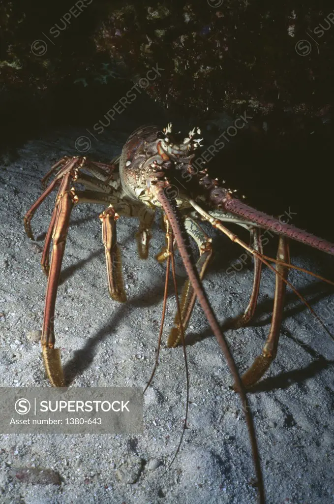 Lobster on the ocean floor (Panulirus ornatus)