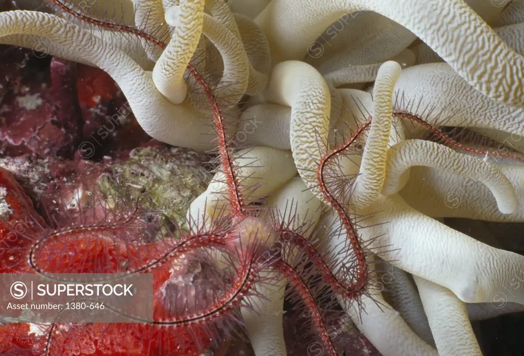 Brittle Star swimming over sea anemones