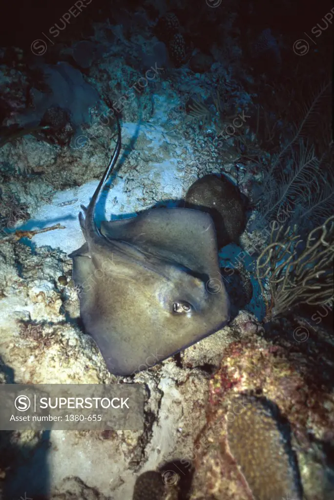 Ray swimming underwater