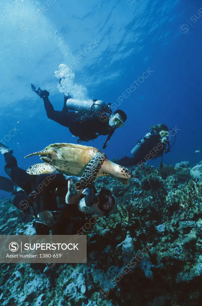 Three scuba divers swimming with a turtle underwater