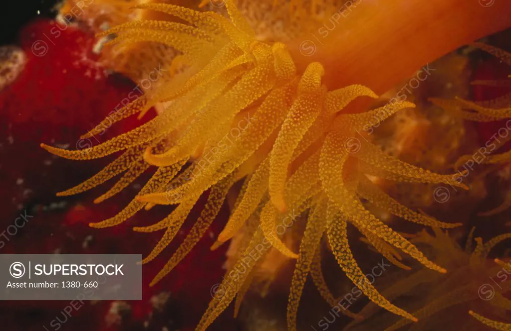 Close-up of Tubastrea Orange Tube coral underwater