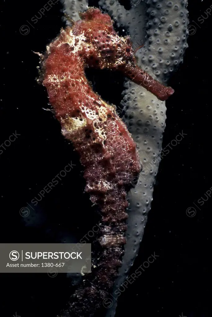 Sea horse underwater