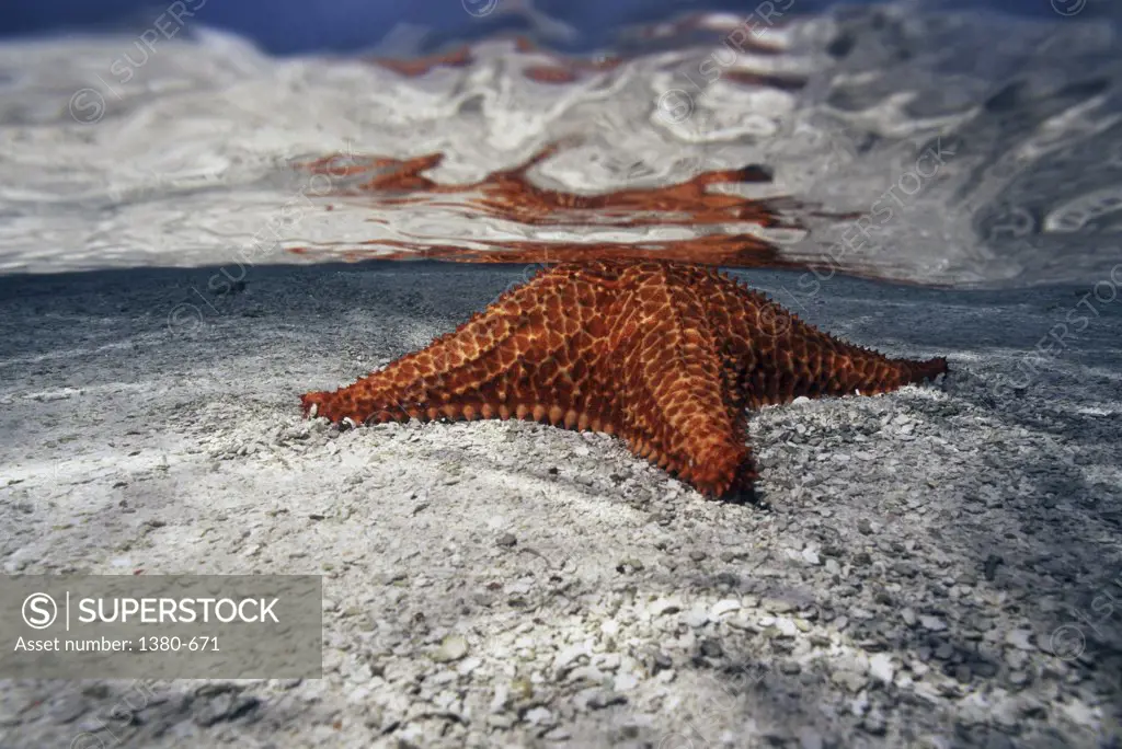 Reflection of a starfish on the ocean floor
