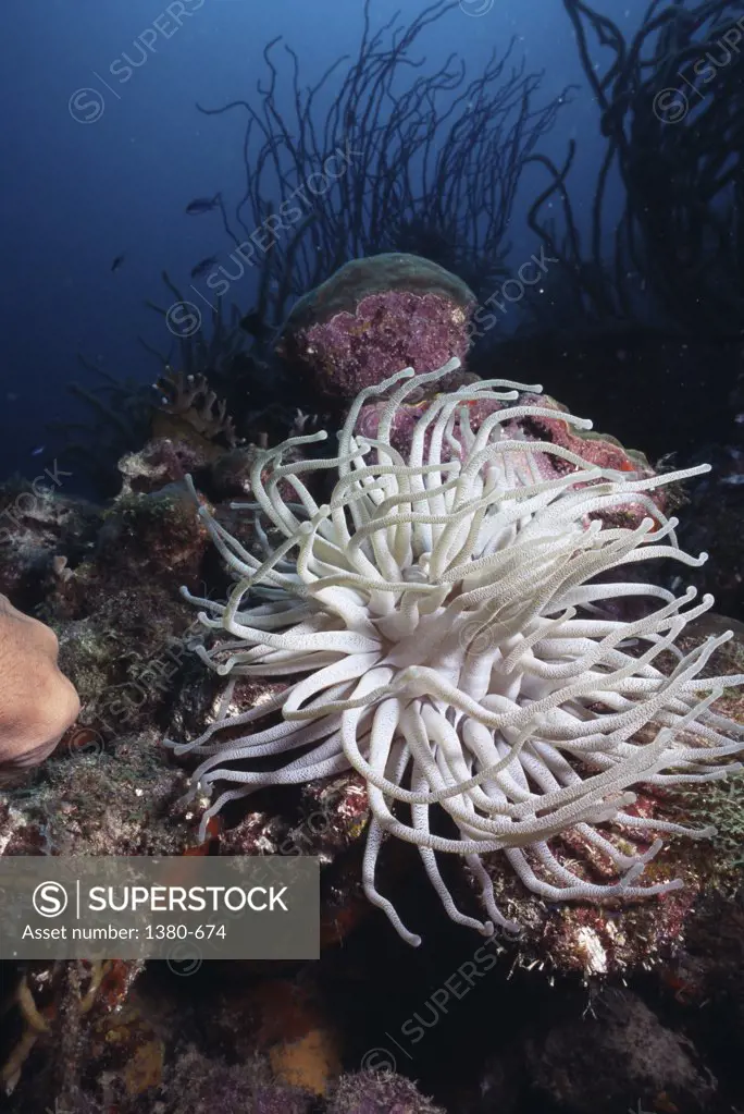 Sea anemone underwater