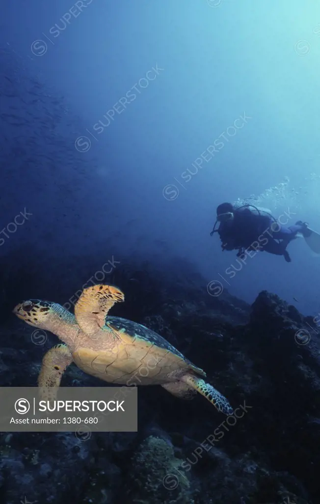 Turtle and a scuba driver swimming underwater