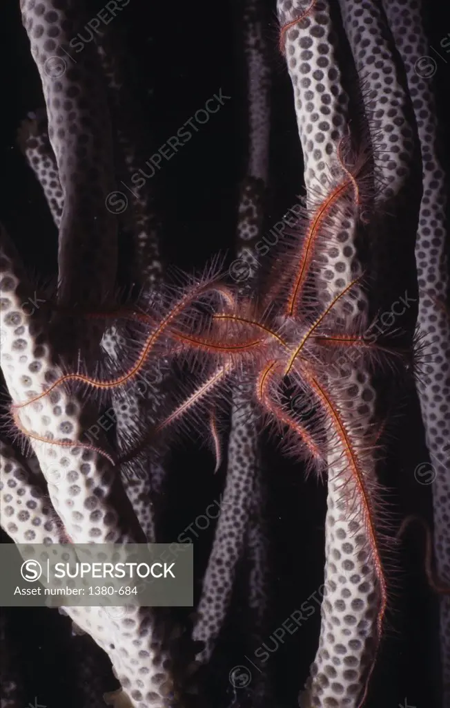 Brittle Star on coral underwater
