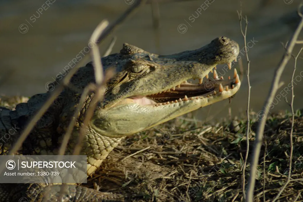 Close-up of a Spectacled caiman (Caiman crocodilus), Hato Pinero, Llanos, Venezuela