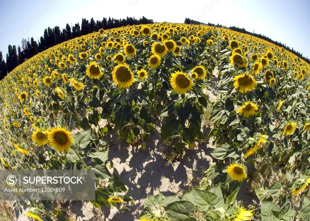 Sunflowers (Helianthus annuus) in a field, Provence-Alpes-Cote d'Azur, France