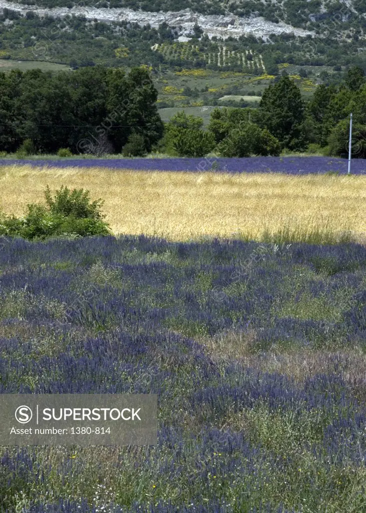 Lavender crop in a field, Sault, Vaucluse, Provence-Alpes-Cote d'Azur, France