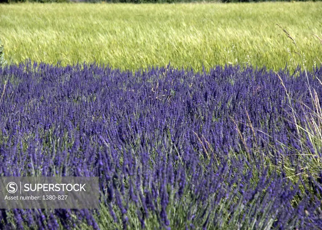 Lavender crop in a field, Sault, Provence-Alpes-Cote d'Azur, France