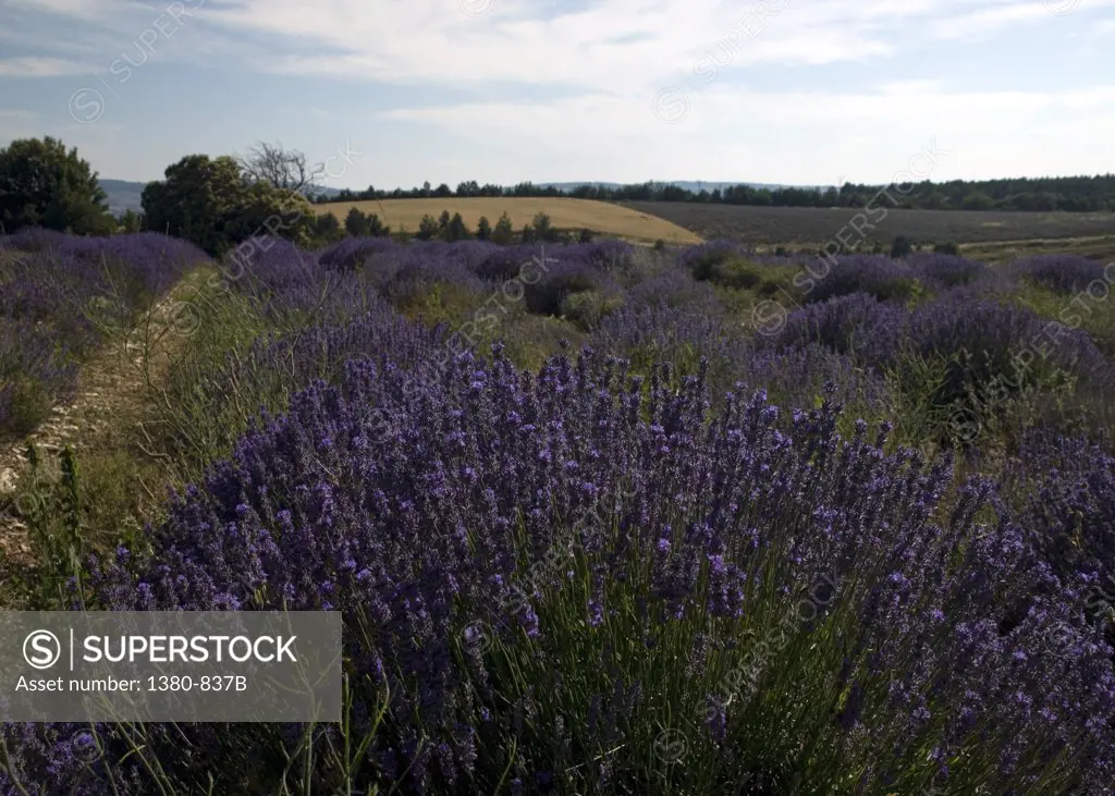 Lavender crop in a field, Sault, Vaucluse, Provence-Alpes-Cote d'Azur, France