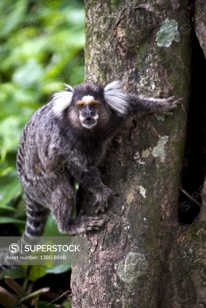 Close-up of a monkey on a tree, Rio de Janeiro Botanical Garden, Rio de Janeiro, Brazil