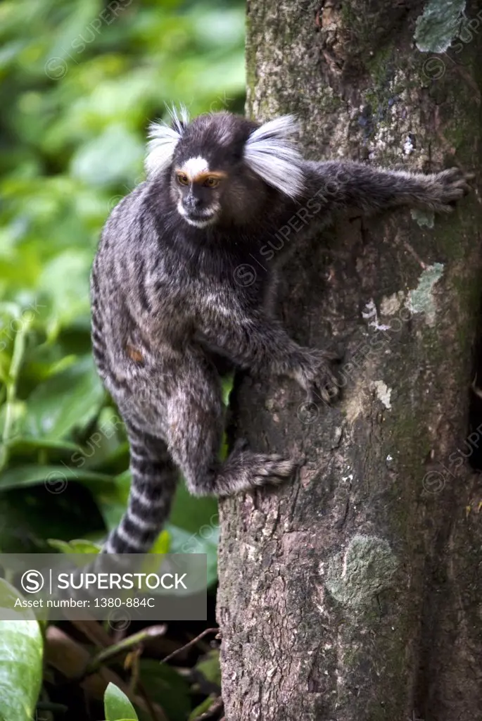 Close-up of a monkey on a tree, Rio de Janeiro Botanical Garden, Rio de Janeiro, Brazil