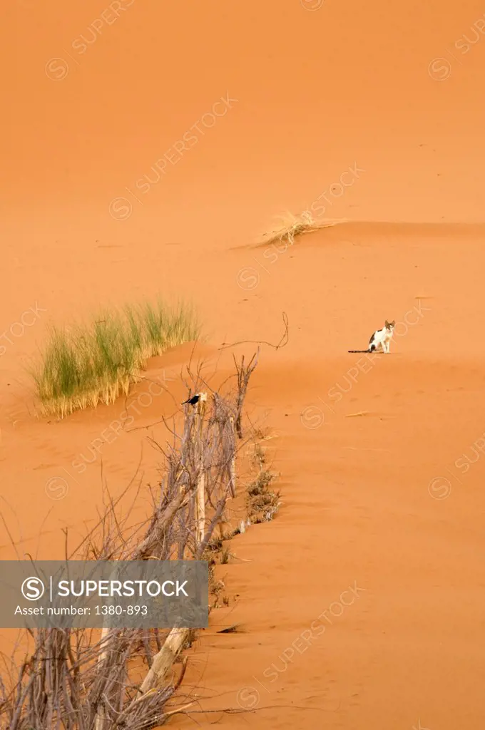 Cat in a desert, Sahara Desert, Morocco