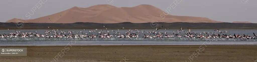 Flamingos in a lake, Dayet Srji Salt Lake, Erg Chebbi Dunes, Merzouga, Sahara Desert, Morocco