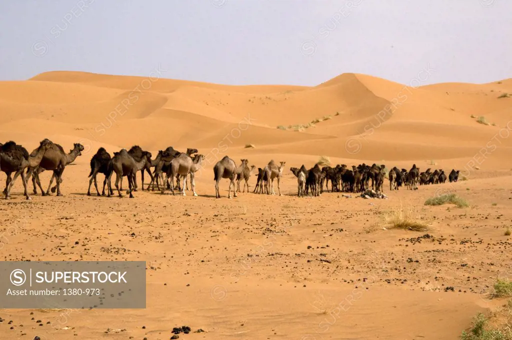 Dromedary camels in the desert, Erg Chebbi Dunes, Merzouga, Sahara Desert, Morocco