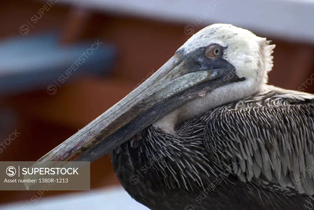 Close-up of a pelican, Los Roques National Park, Los Roques, Venezuela