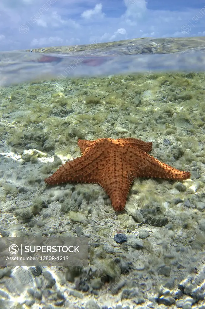 Starfish underwater, Los Roques National Park, Los Roques, Venezuela