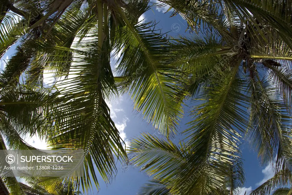 Low angle view of palm trees, Dos Mosquises Islands, Los Roques National Park, Los Roques, Venezuela
