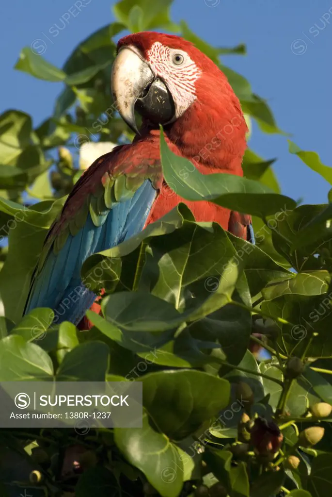 Parrot on a fruit tree, Los Roques National Park, Los Roques, Venezuela