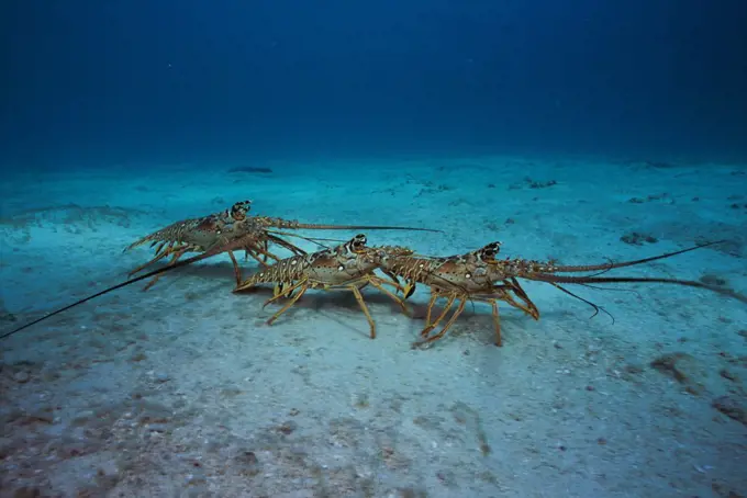 Close-up of Lobsters on the sea floor