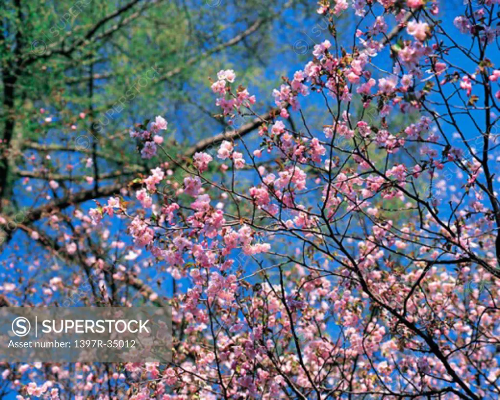Cherry  Blossom