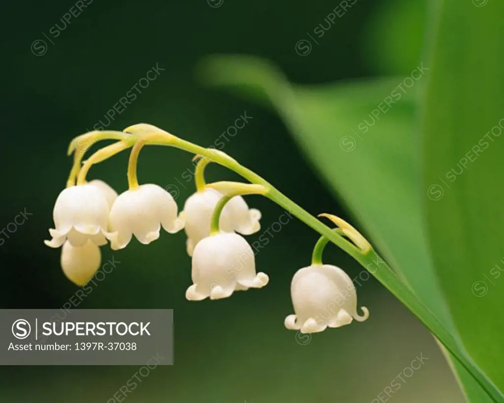 Lily of the Valley    
