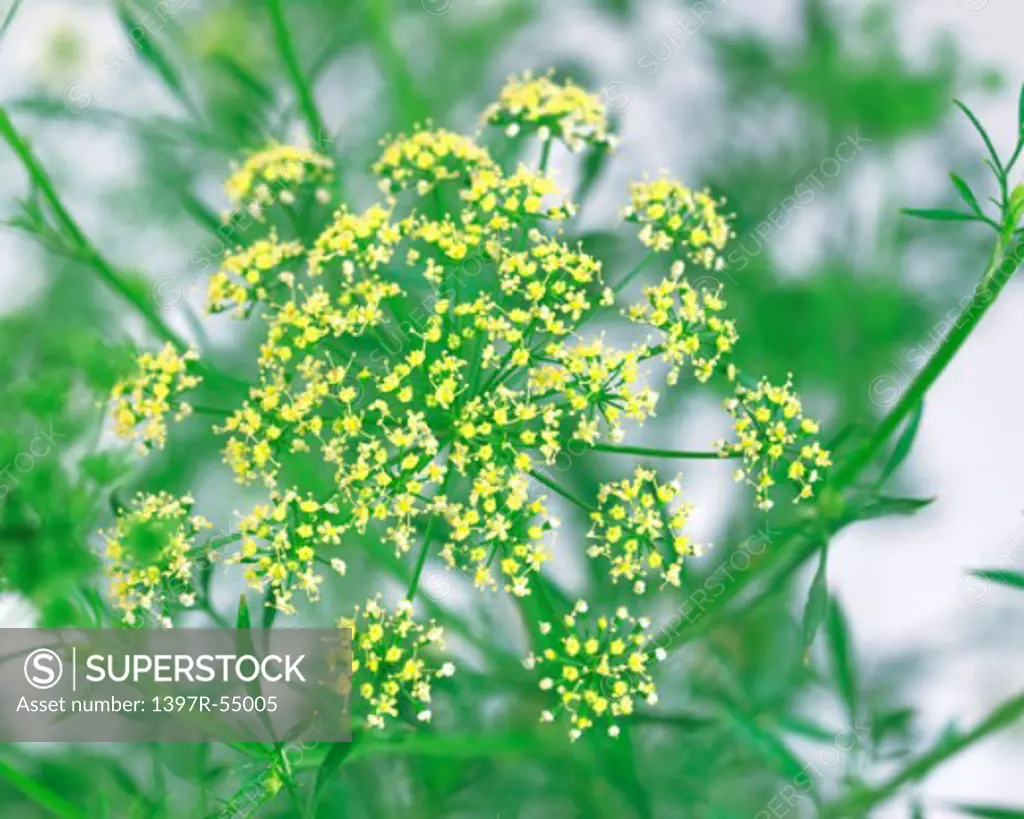 Queen Anne's Lace