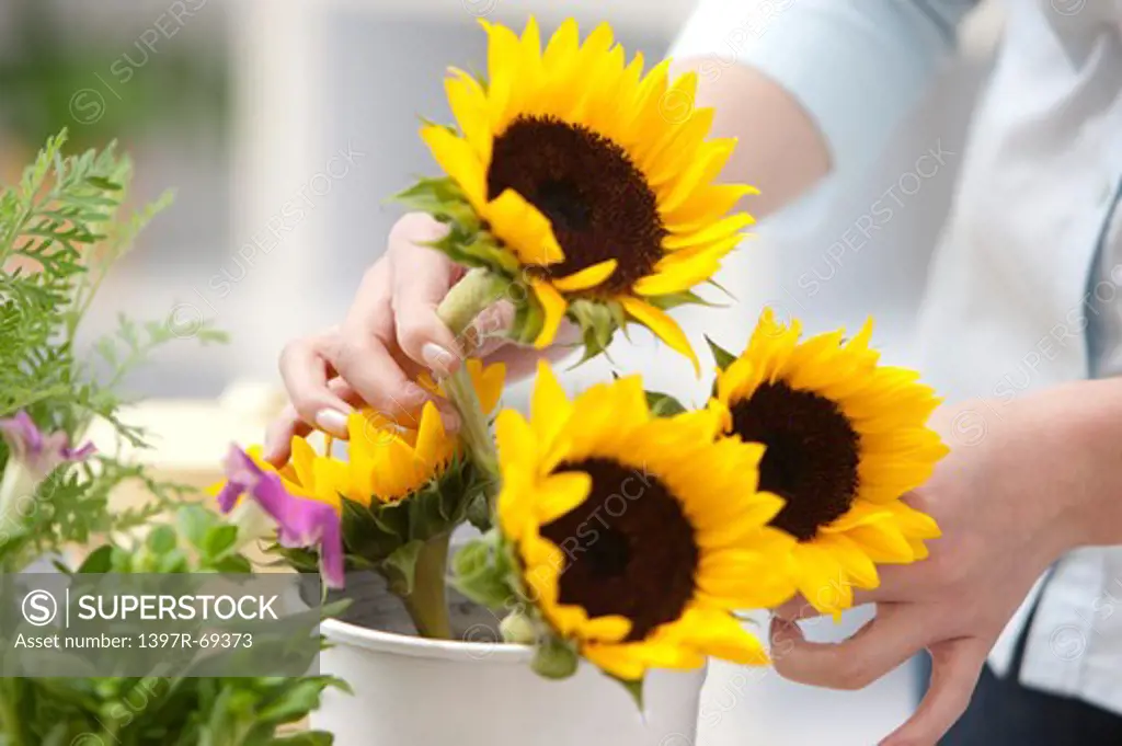 Human hand holding a pot of sunflowers