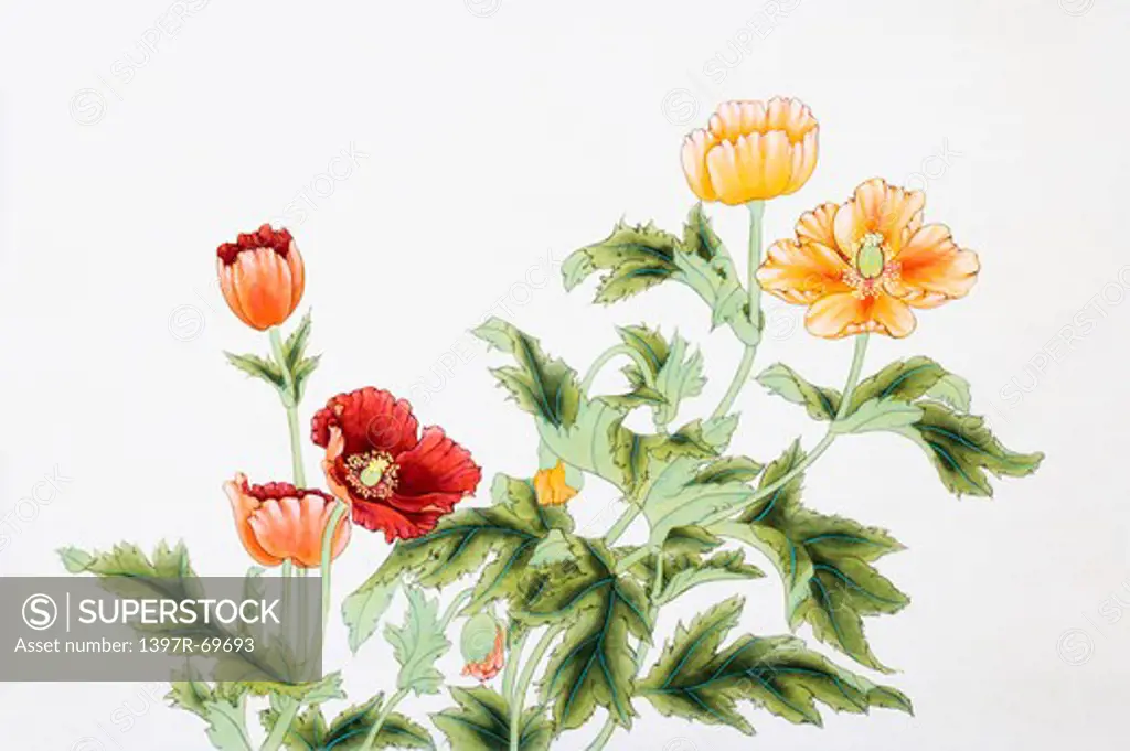 Chinese Fine art, Traditional Chinese Painting, Poppy