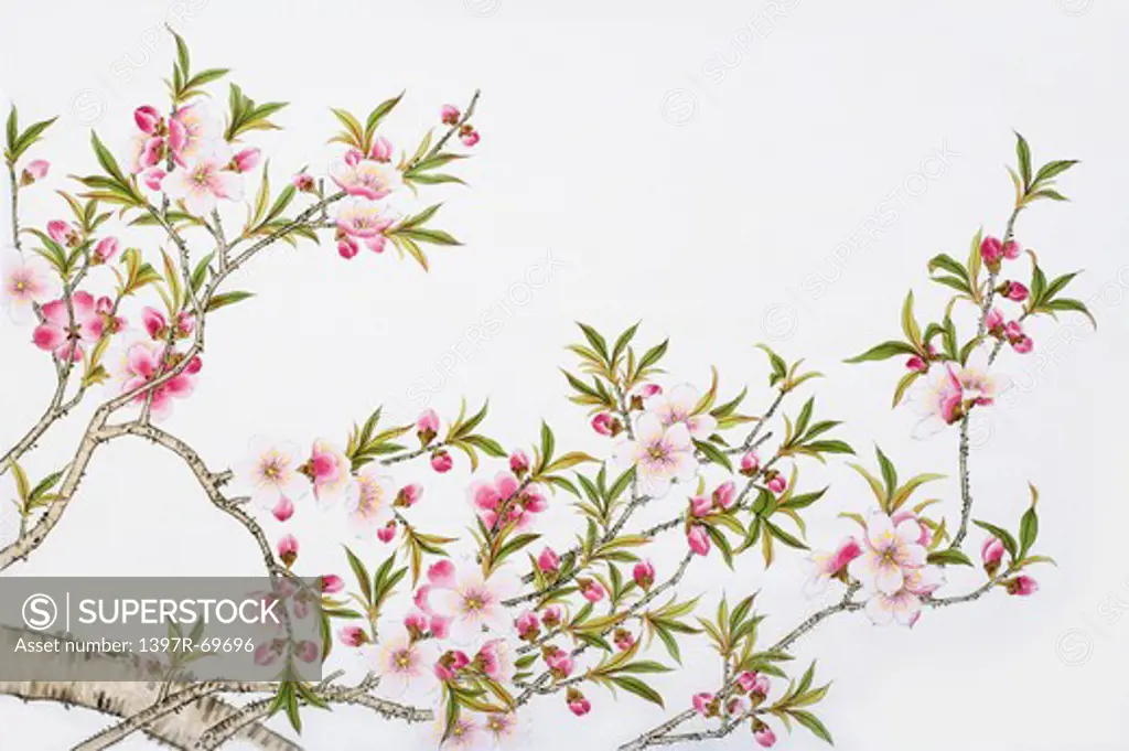 Chinese Fine art, Traditional Chinese Painting, Peach Blossom