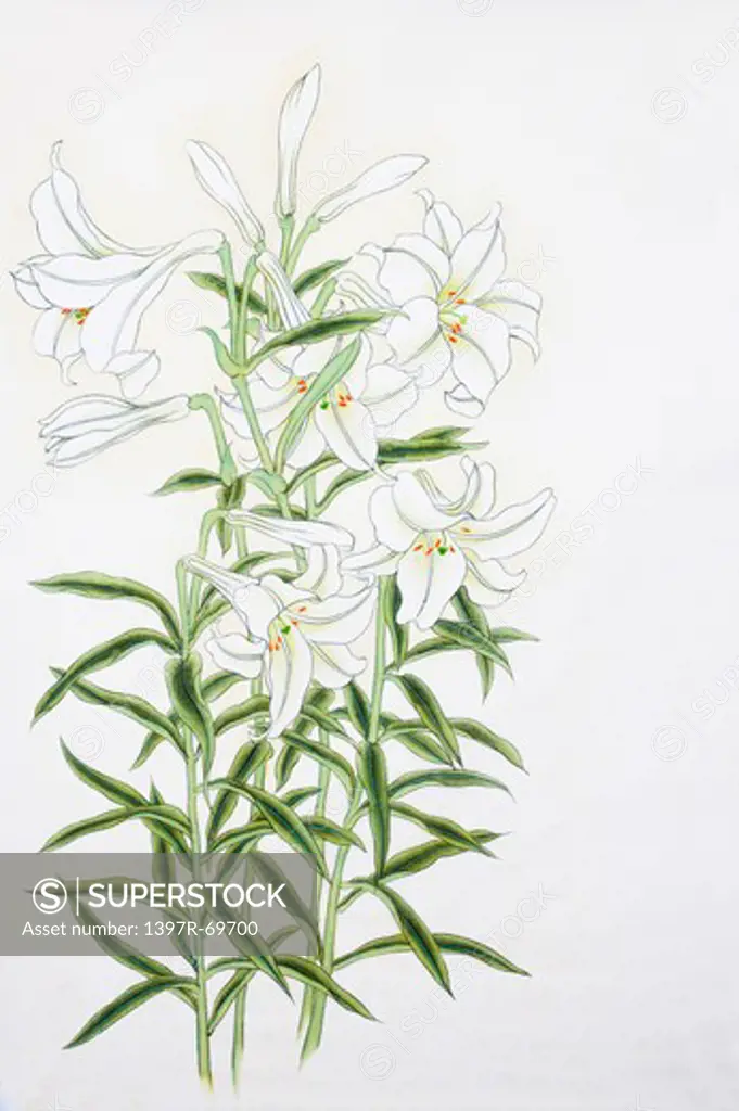 Chinese Fine art, Traditional Chinese Painting, Lily