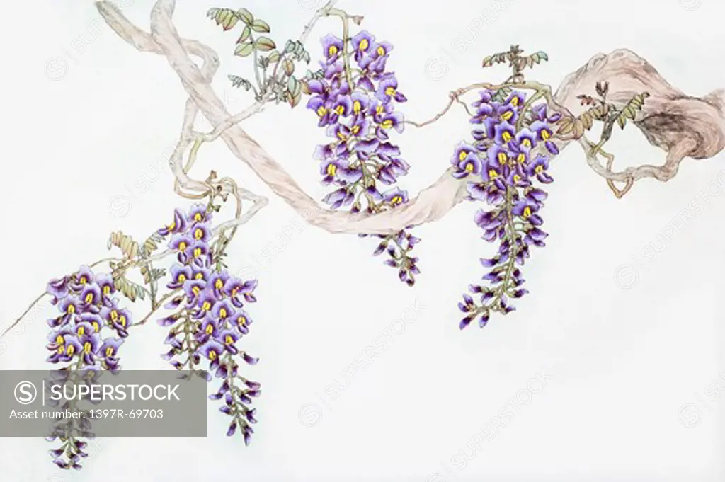 Chinese Fine art, Traditional Chinese Painting, Wisteria