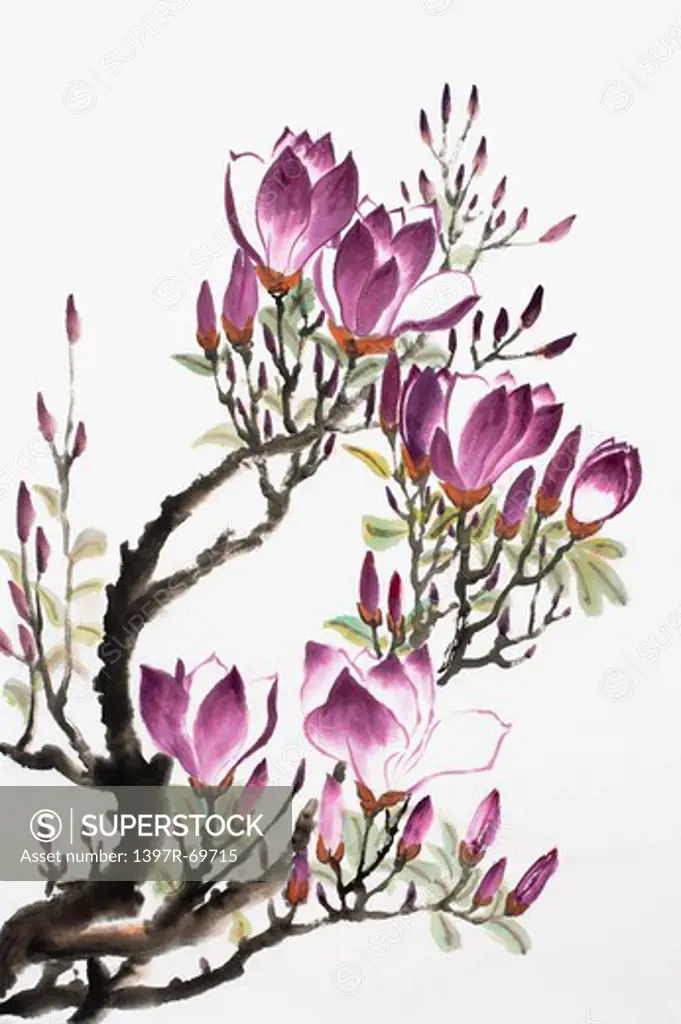 Chinese Fine art, Traditional Chinese Painting, Magnolia