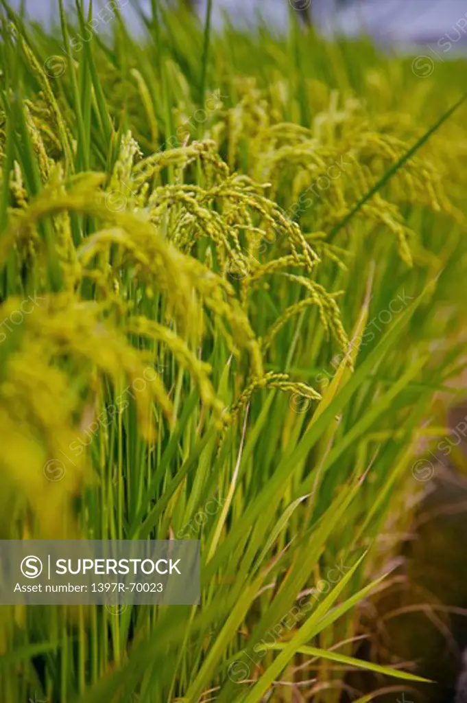 Rice Paddy in Dounan Township, Yunlin, Taiwan