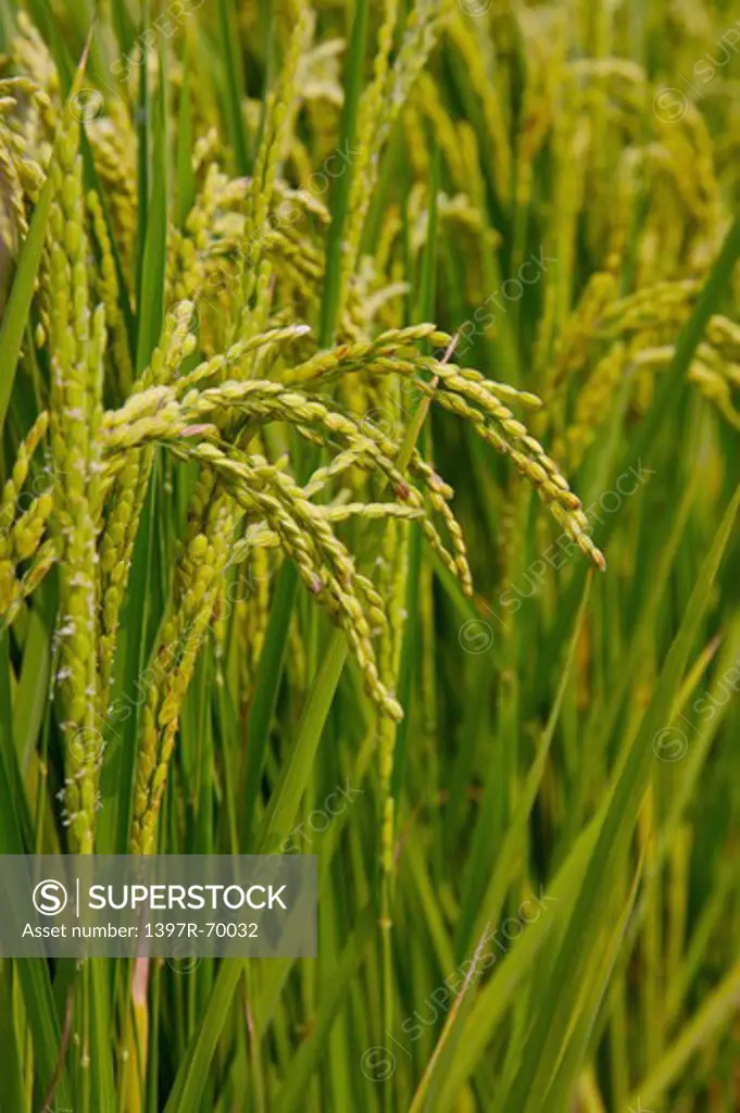 Rice Paddy in Dounan Township, Yunlin, Taiwan