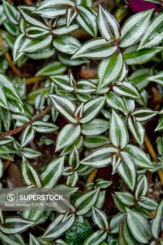 Tradescantia zebrina, Herb Plant, Guangxi Botanical Garden of Medicinal Plants