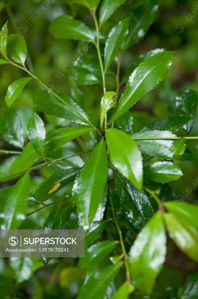 Zanthoxylum nitidum, Herb Plant, Guangxi Botanical Garden of Medicinal Plants