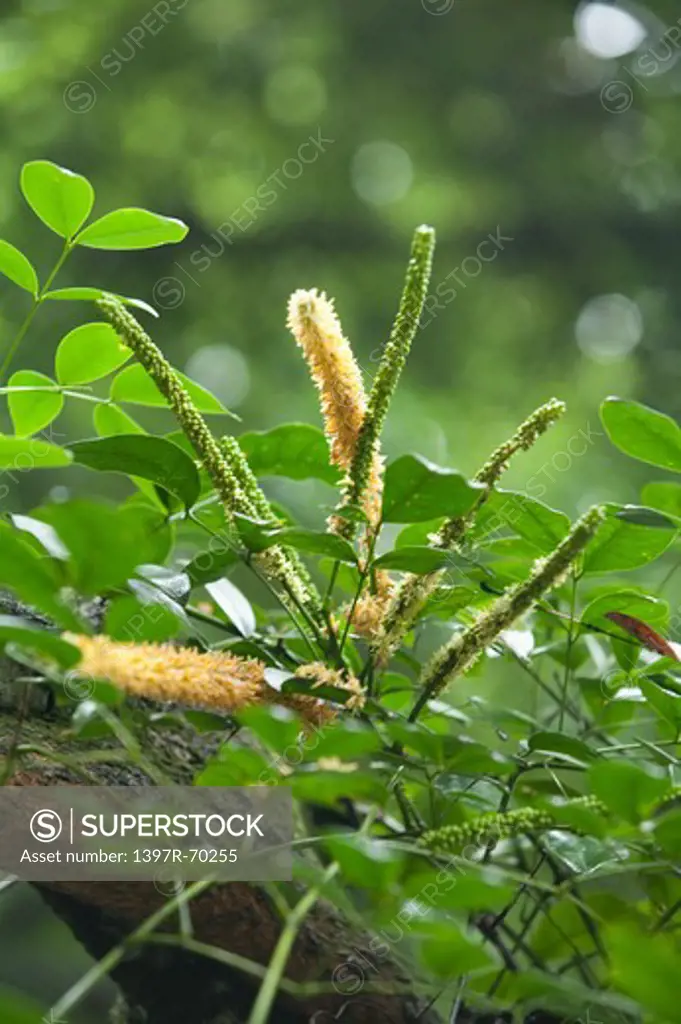 Spatholobus Suberectus, Herb Plant, Guangxi Botanical Garden of Medicinal Plants