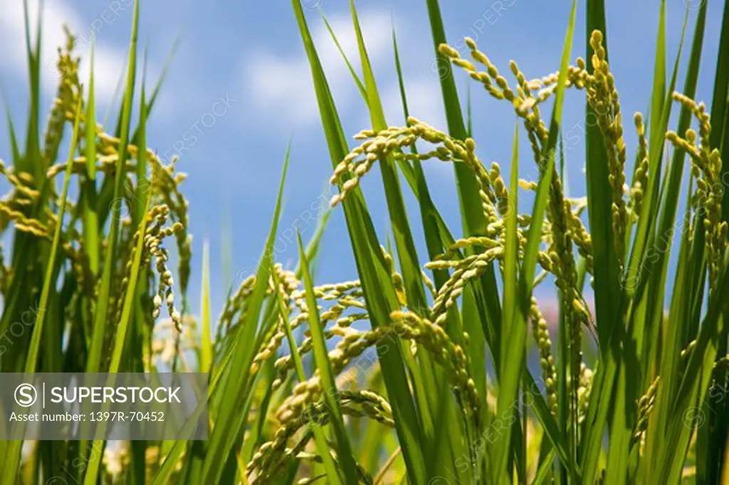 Rice ears, rice field