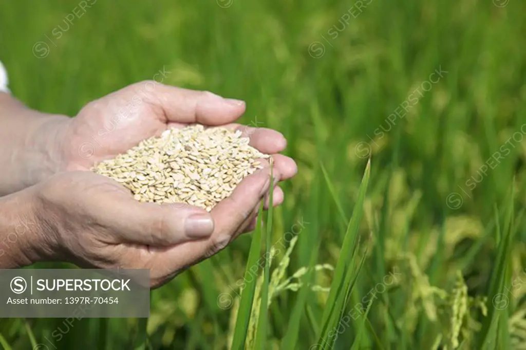 Cupped hands holding unhusked rice
