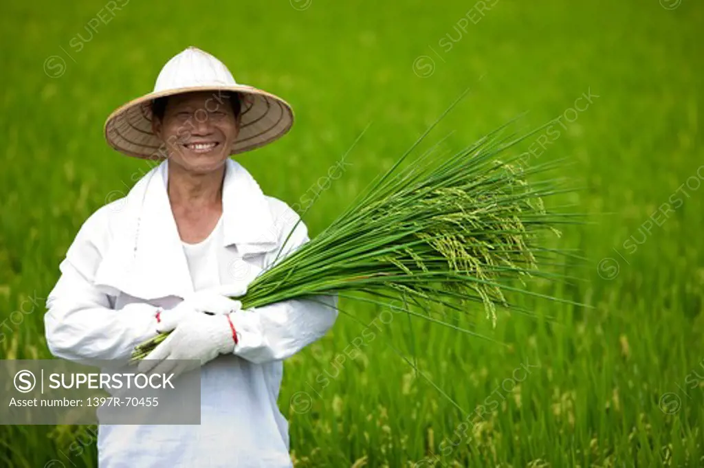 Elderly farmer holding rice plants in rice field, smiling