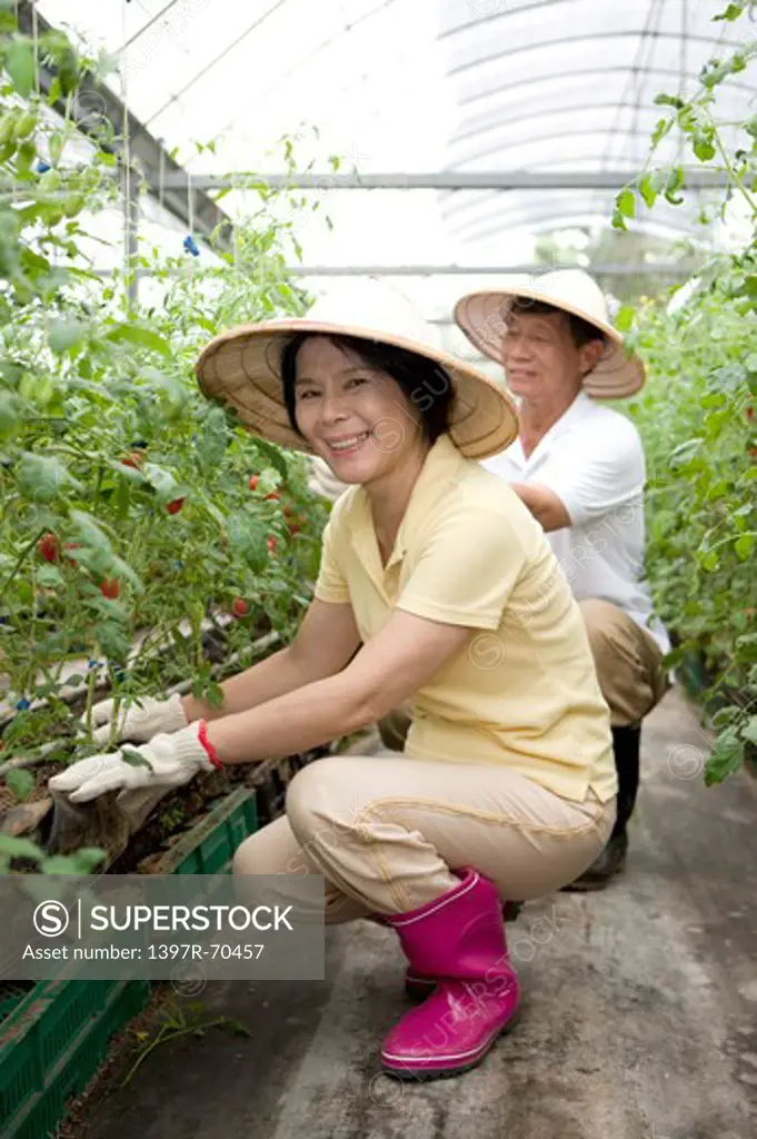 Farmer couple working in greenhouse