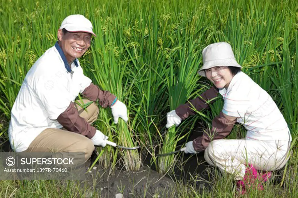 Farmer couple harvesting in rice field, smiling at camera