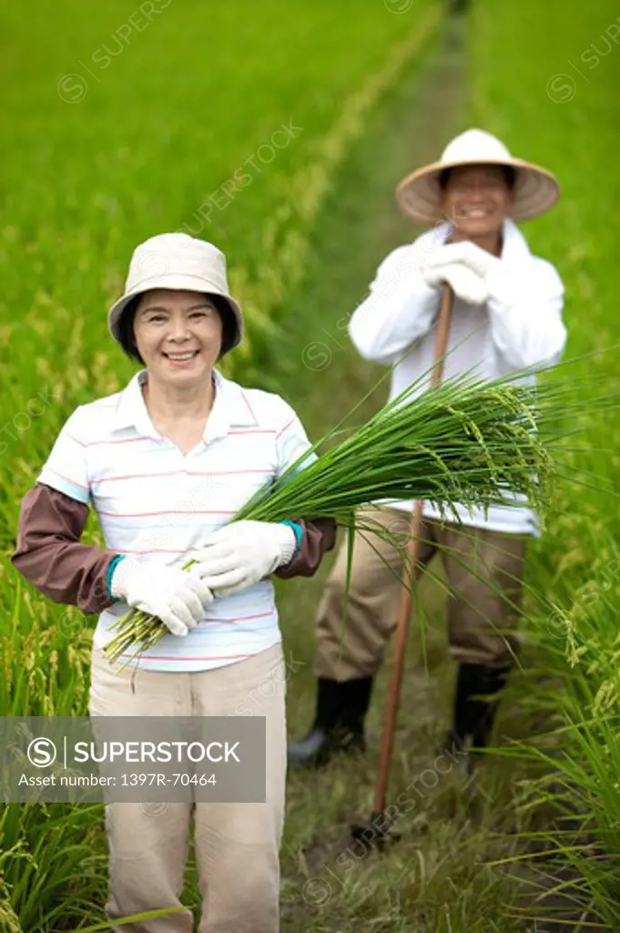 Farmer couple working in rice field
