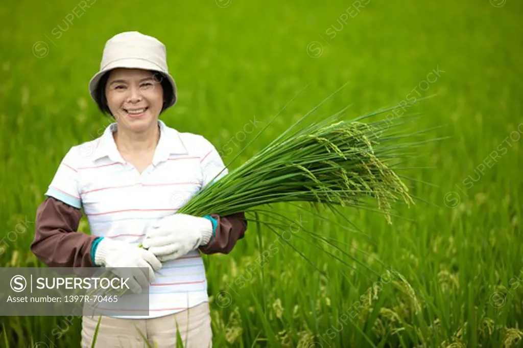 Mature farmer holding rice plants in rice field, smiling