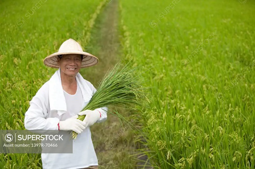 Elderly farmer holding rice plants in rice field